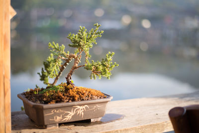 Close-up of plant against blurred water