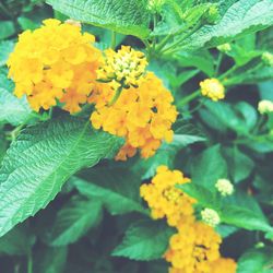 Close-up of yellow flowers