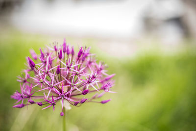 Close-up of pink flowering plant