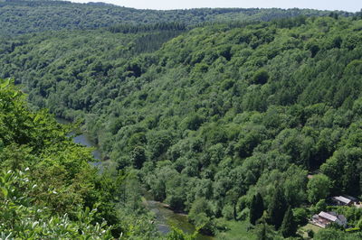 High angle view of trees in forest