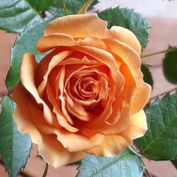 Close-up of rose flower