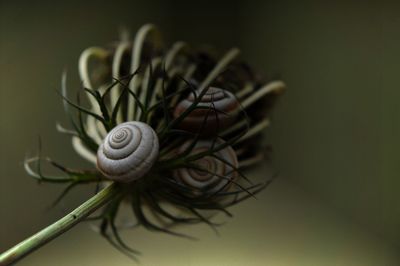 Close-up of the snail on plant