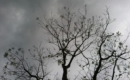 Low angle view of bare trees against sky