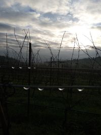 Plants growing on field against sky during sunset