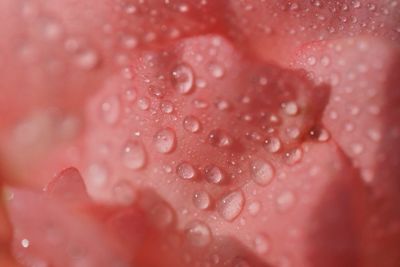 Full frame shot of wet flower