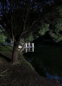 Trees by lake in forest