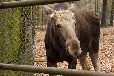 Portrait of elk