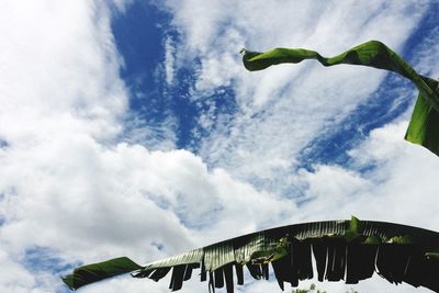 Low angle view of plants against sky