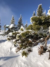 Close-up of snow covered pine tree