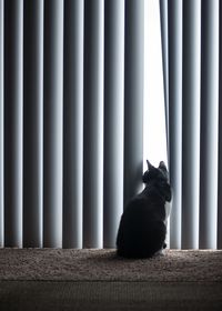 Cat sitting against curtain