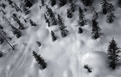 Trees on snow covered landscape against sky