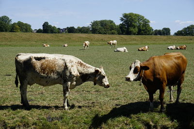 Cows grazing in a field