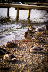 Birds flying over leaves in water