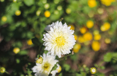 Close-up of white flowering plant