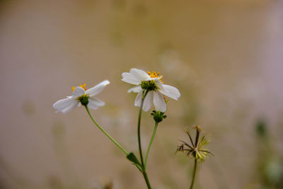 Close-up of white flowers blooming outdoors