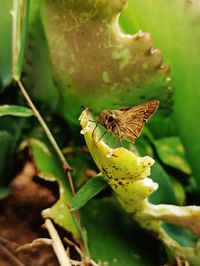 Close-up of insect on flower