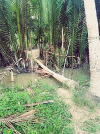 View of palm trees in forest