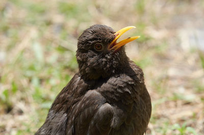 Close-up of a bird looking away