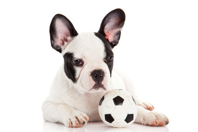 Portrait of dog with ball against white background