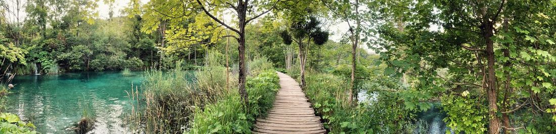 Panoramic shot of trees growing in forest