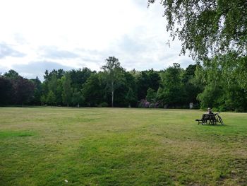 Trees on grassy field