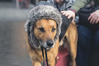 Close-up of man with dog