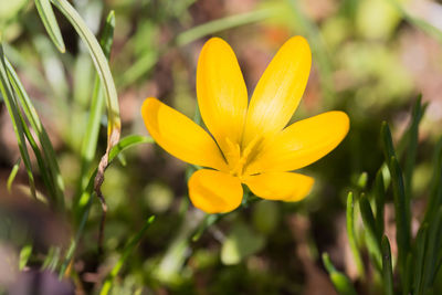 Close-up of flower blooming outdoors