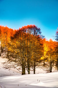 Bare trees on snow covered landscape