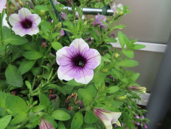 Close-up of purple flowering plants