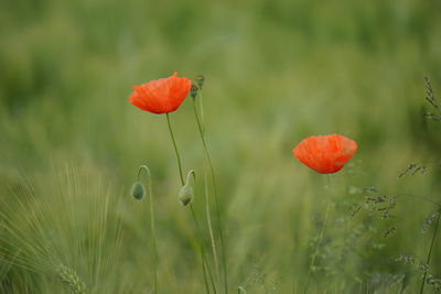 Close-up of red poppy blooming in field