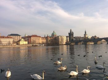 Birds in river with city in background