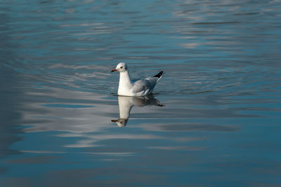 Bird flying over sea