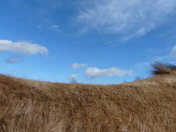 View of horse on field against sky