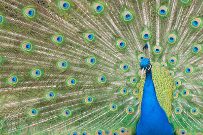 Close-up of peacock