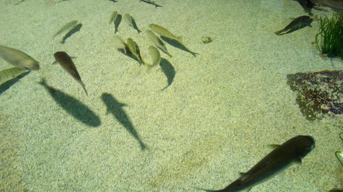 High angle view of fish swimming in sea