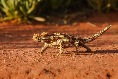 Close-up of a thorny devil in the australian outback, profile