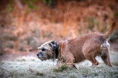 Close-up of a dog on field