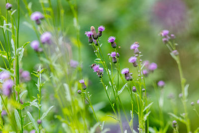 Close-up of pink flower blooming in field