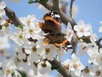 Close-up of butterfly pollinating on flower