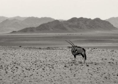 Isolated oryx antelope in the namib desert