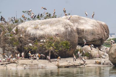 Storks perching on rocks by river