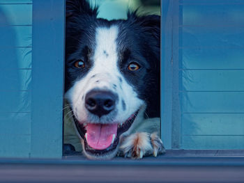 Border collie looking out of truck rear window