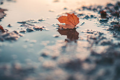 Close-up of dry autumn leaf on land