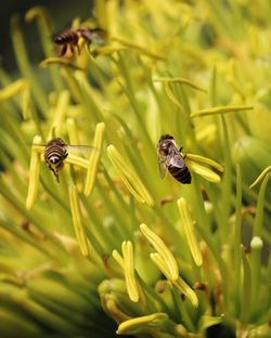 Close-up of bee pollinating on flower