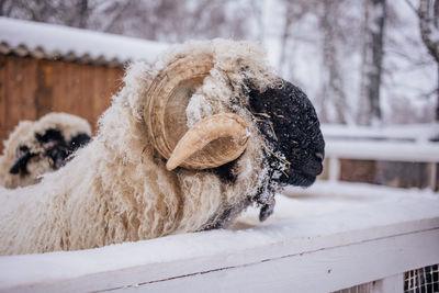 Sheep in snowy winter farm. animal farm life. cod snowy winter