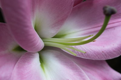 Close-up of pink rose flower