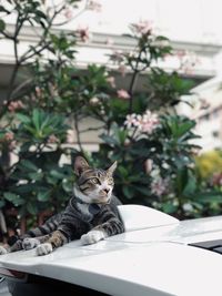 Portrait of tabby cat in yard