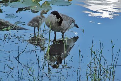 Birds on a lake