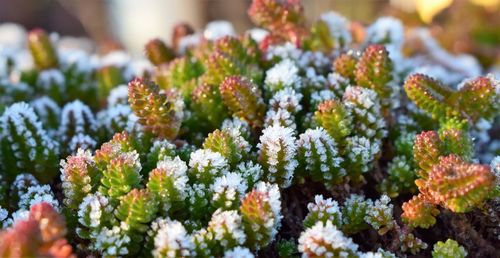 Close-up of flowering plants