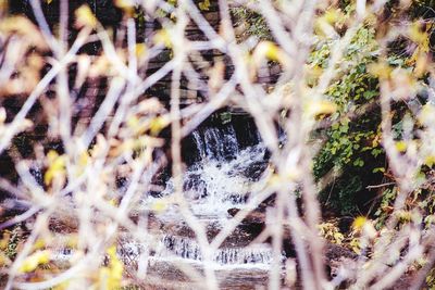 Full frame shot of flowering plants in forest